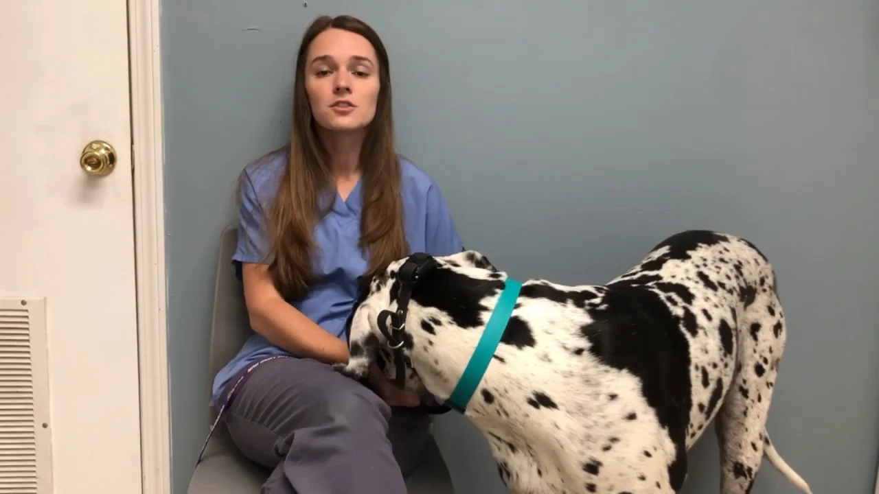 Is It Ok To Punish Your Puppy