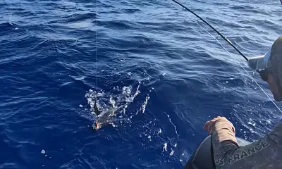 Moorea-Maiao Report Video 2