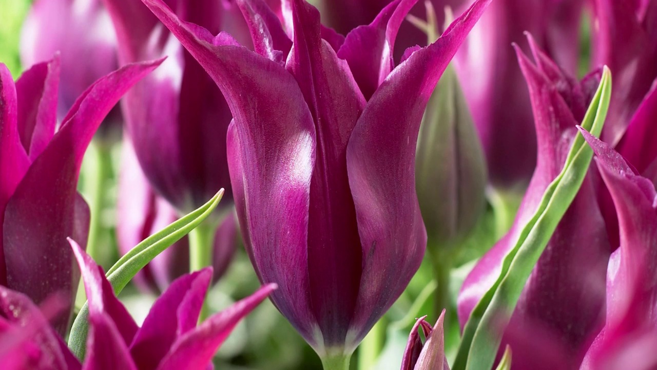 Easter Joy Triumph Tulip Mix | American Meadows
