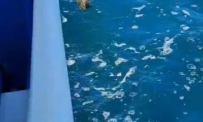 Cebaco Island Report Video 0