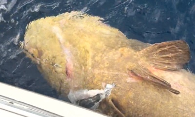Goliath Grouper 
