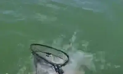 Absolute blast catching fish