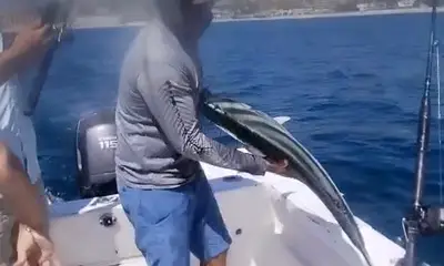 Baja California Sur Bericht Video 3