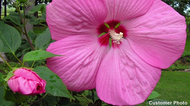 Hardy and Hardly Tropical Hibiscus Bloom in Chicago