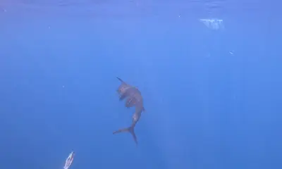 Herradura Report Video 0