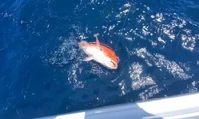 Jacksonville Report Video 0