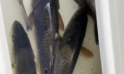 Darien Report Video 0