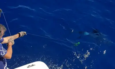 Faro Report Video 0