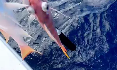 St. Thomas Report Video 1