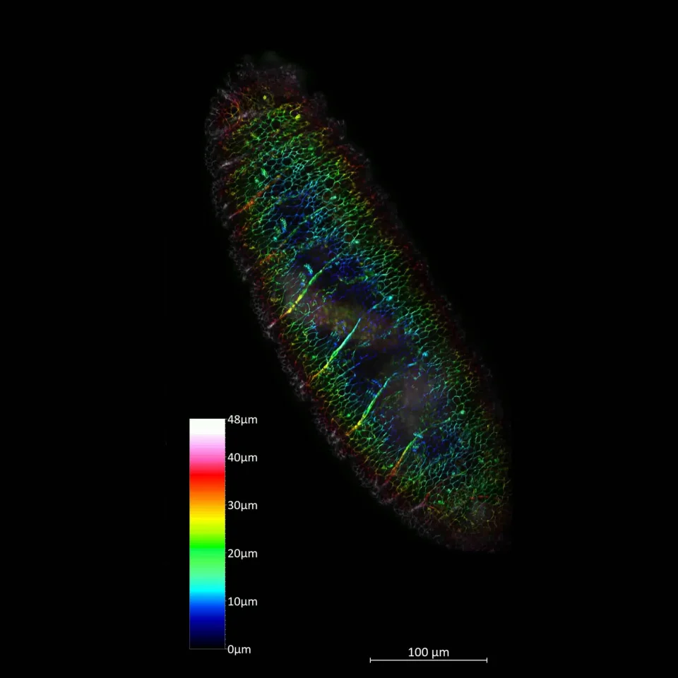 ZEISS Lattice Lightsheet 7 - Drosophila Embryo 2