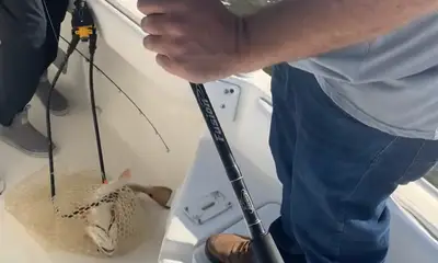 Dauphin Island Report Video 0