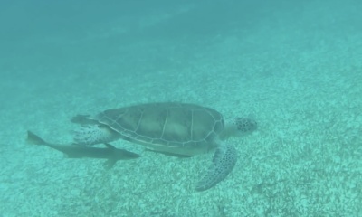 Unforgettable Bahamas experience