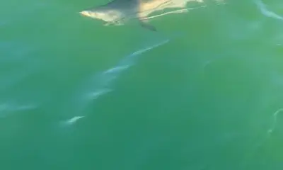 Shark 