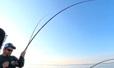 Fantastic  King Salmon Battles