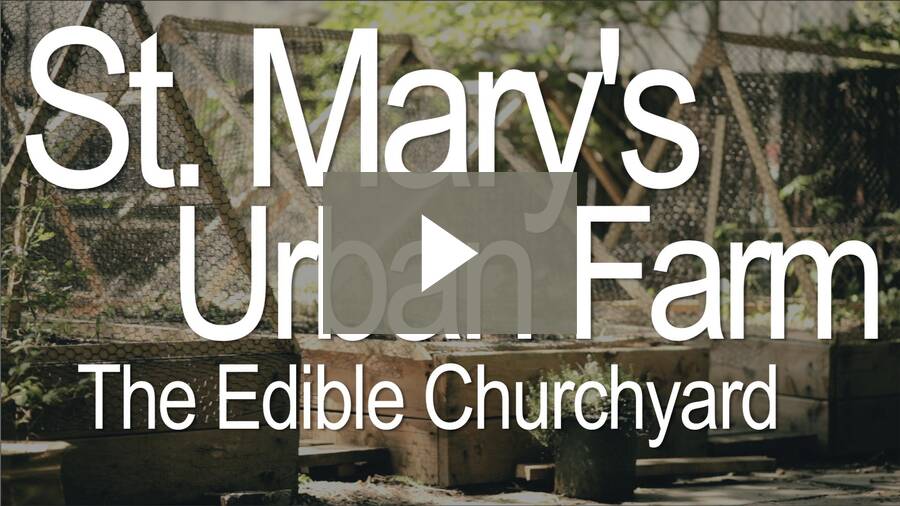 St. Mary's Urban Farm - Claire West, the edible churchyard