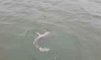 Halifax River Report Video 2