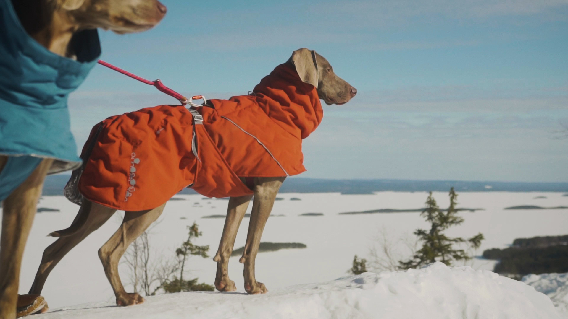 HURTTA Extreme Warmer III ECO Dog Snowsuit, Eggplant, 26-in