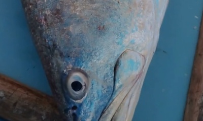 Puerto Peñasco Verslag Video 0