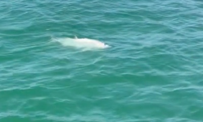 Sarasota Report Video 0