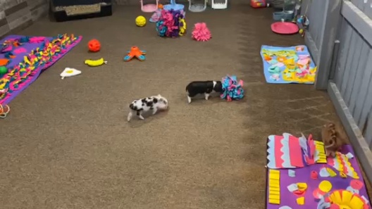 Piggy Poo and Crew Hide and Slide Snuffle Mat Treat Game