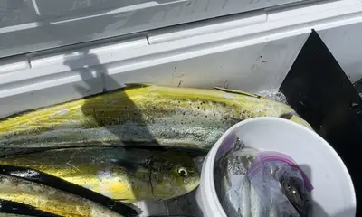 Offshore trip mahi mahi