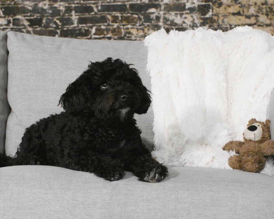 Pet-Friendly Fabrics With Durable Designs That Don't Compromise