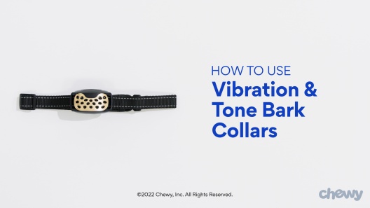 Play Video: Learn More About Bark Collar From Our Team of Experts