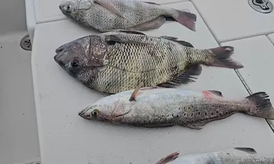 Rapport vidéo Galveston 0