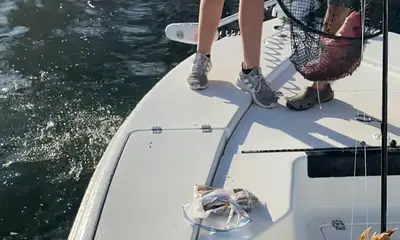 Venice Report Video 0