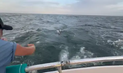 Montauk Report Video 0