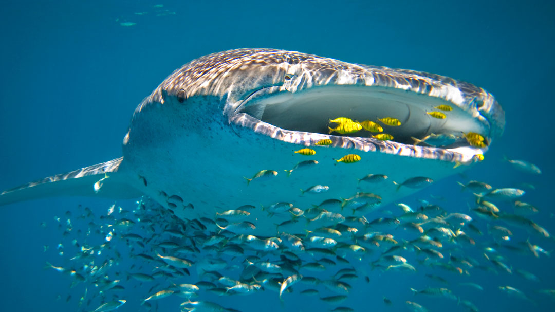 Thumbnail for the listing 'Unearth Ningaloo Reef with Sal Salis'