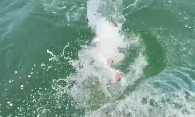 Norfolk Видео отчет 1
