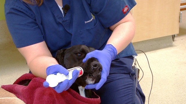 Administering Activated Charcoal