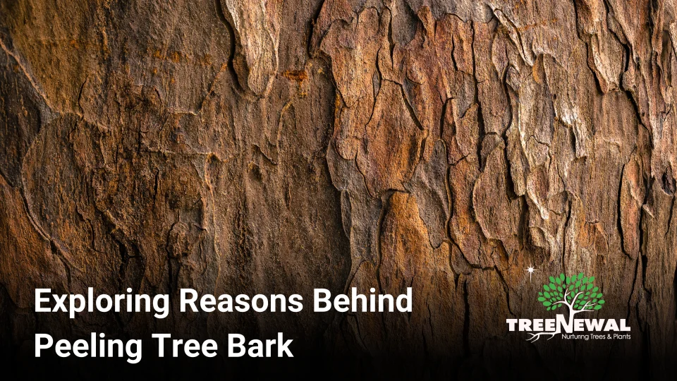 Tree Bark Peeling: Causes and Solutions for Healthy Trees - Arborist Now