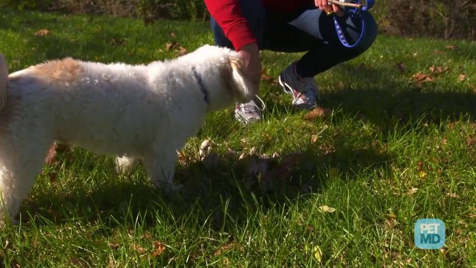 my dog ate a mushroom