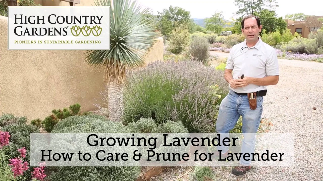 How to Care for Lavender Plants - 8 steps