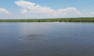 Port Sulphur Report Video 0