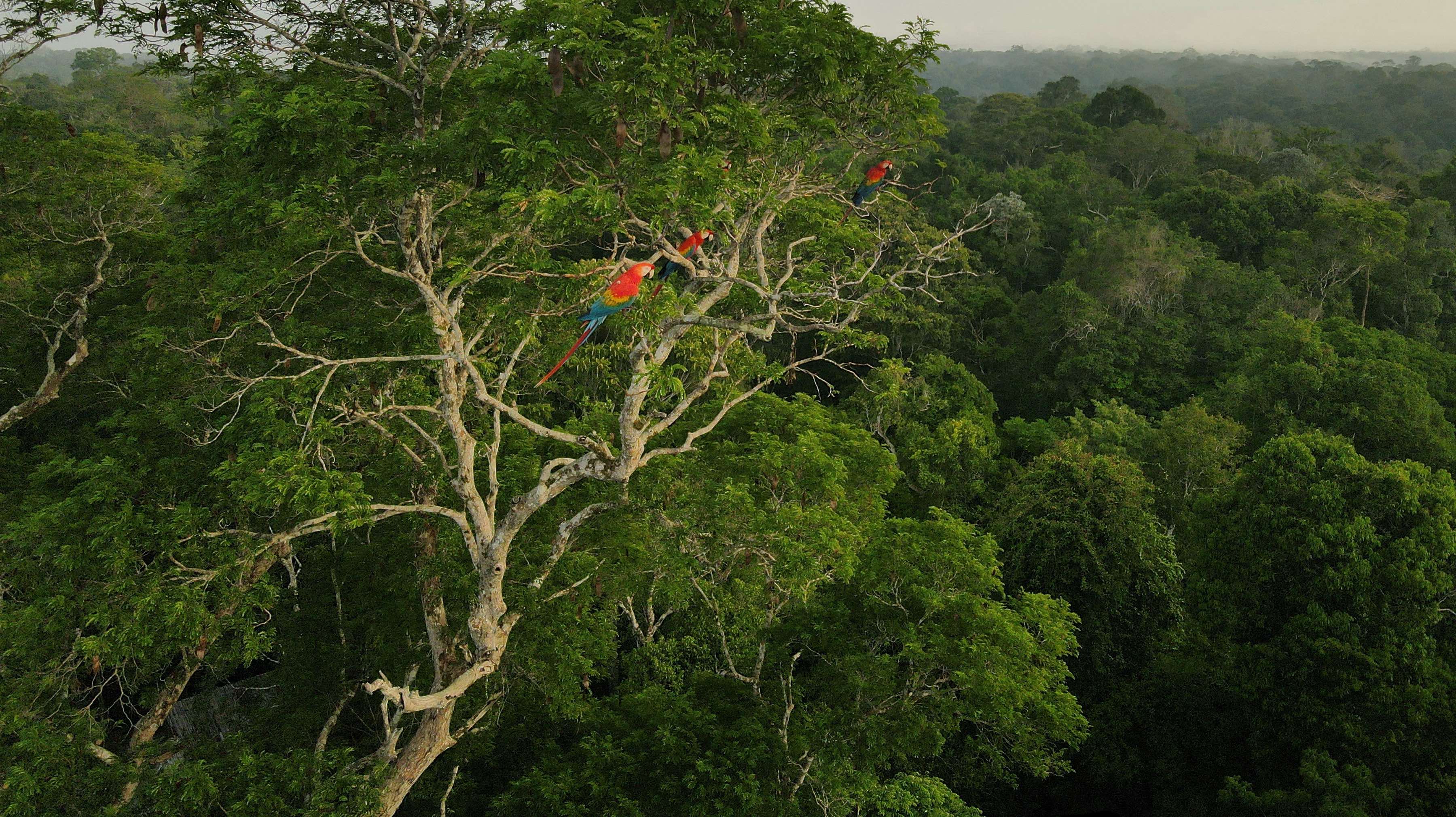 Tropical Rainforests Geography Tropical Rainforests Geography
