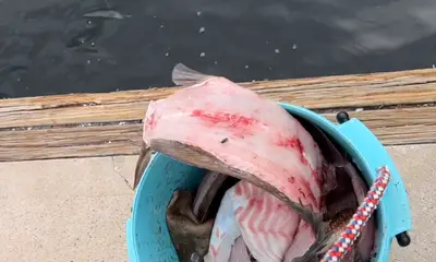 Tampa Report Video 0