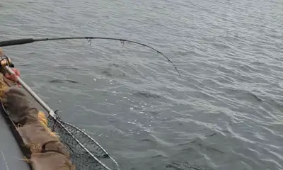 Mastic Report Video 1