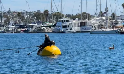 Beautiful day at Coronado Islands!  