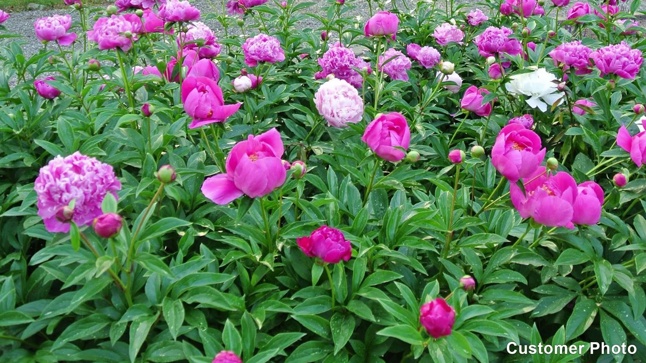  Easy to Grow Peony 'Alexander Fleming' Plant Division (1 Pack)  - Fragrant Pink Flowering Blooms in Spring Gardens : Patio, Lawn & Garden