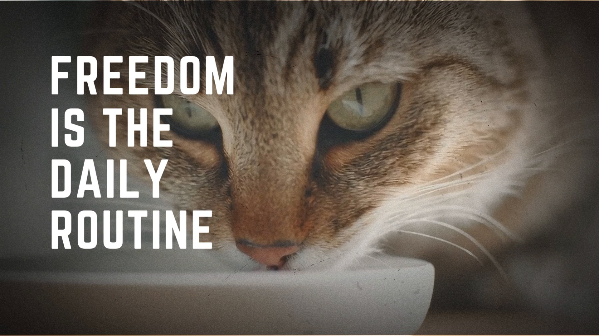 Freedom Is A Feeling