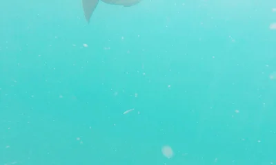 Bay Pines Bericht Video 0