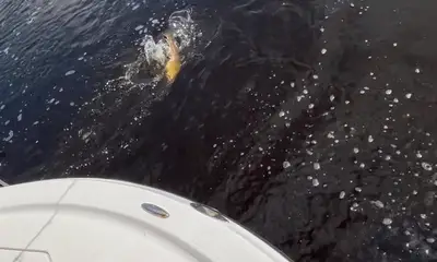 Port Richey Report Video 0