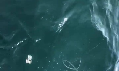 Assawoman Bay Report Video 2