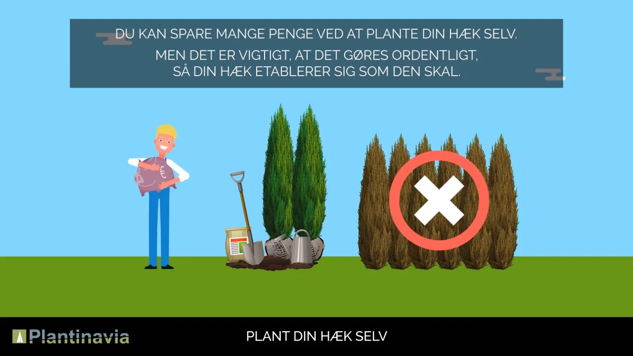 Hvordan en bøgehæk et bøgetræ? • Plantinavia Danmark