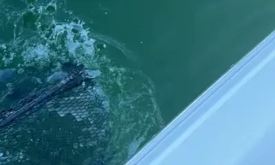 Ruskin Report Video 0