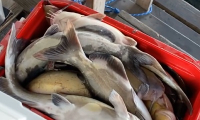 Lake St. Clair Report Video 1