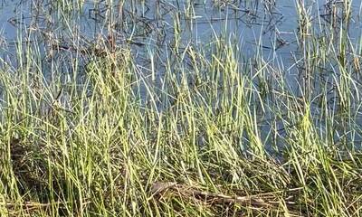 Johns Island Report Video 0